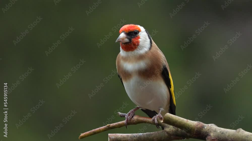 european goldfinch perched twig Carduelis carduelis fly away natural world norway european goldfinch perched twig Carduelis carduelis fly away natural world norway