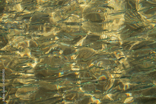 Multitude de petits poissons atherine dans le port de Sifnos - Cyclades