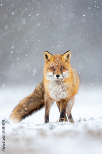 Εκτύπωση καμβά Mammals - European Red Fox (Vulpes vulpes)