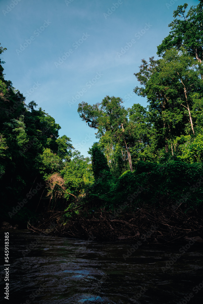 Fototapeta premium tree on the river