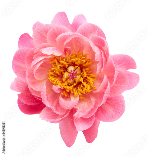 Single pink peony flower isolated on white background