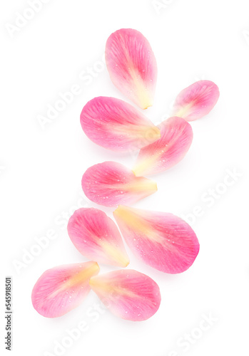 Petals isolated on white background