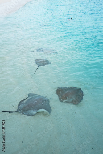 Fulidhoo is a calm and peaceful beach where you can find stingrays and sharks on the seashore.