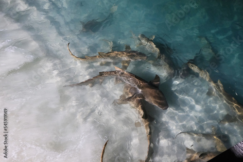 Fulidhoo, Maldives is famous for its large number of nurse sharks at beach during evening time.