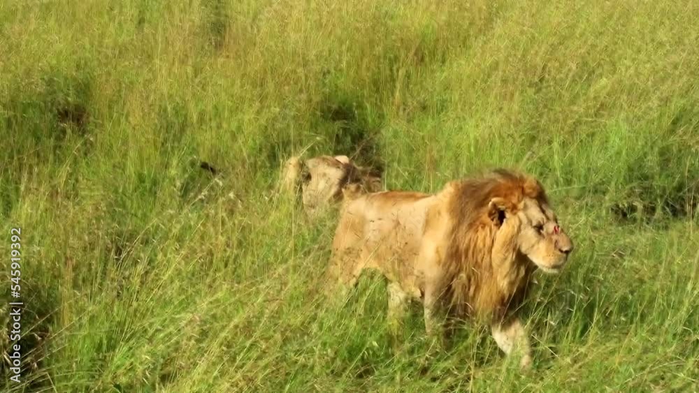 Injured wild male lion walking in savannah while other drinks behind in Kenya Injured wild male lion walking in savannah while other drinks behind in Kenya