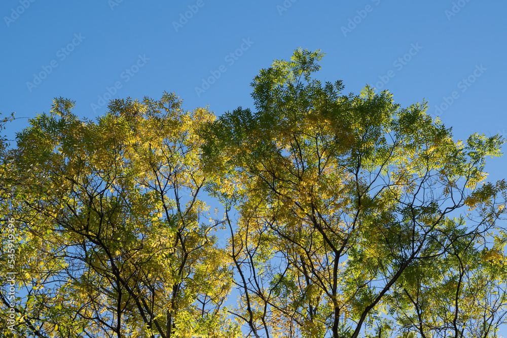 branches against blue sky branches against blue sky