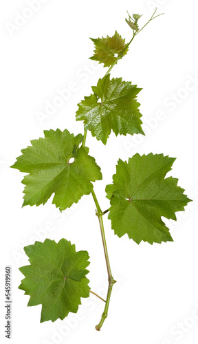  young leaves of grape