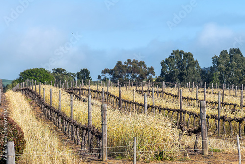 Wheat grown between vines in a vineyard at Diemersdal