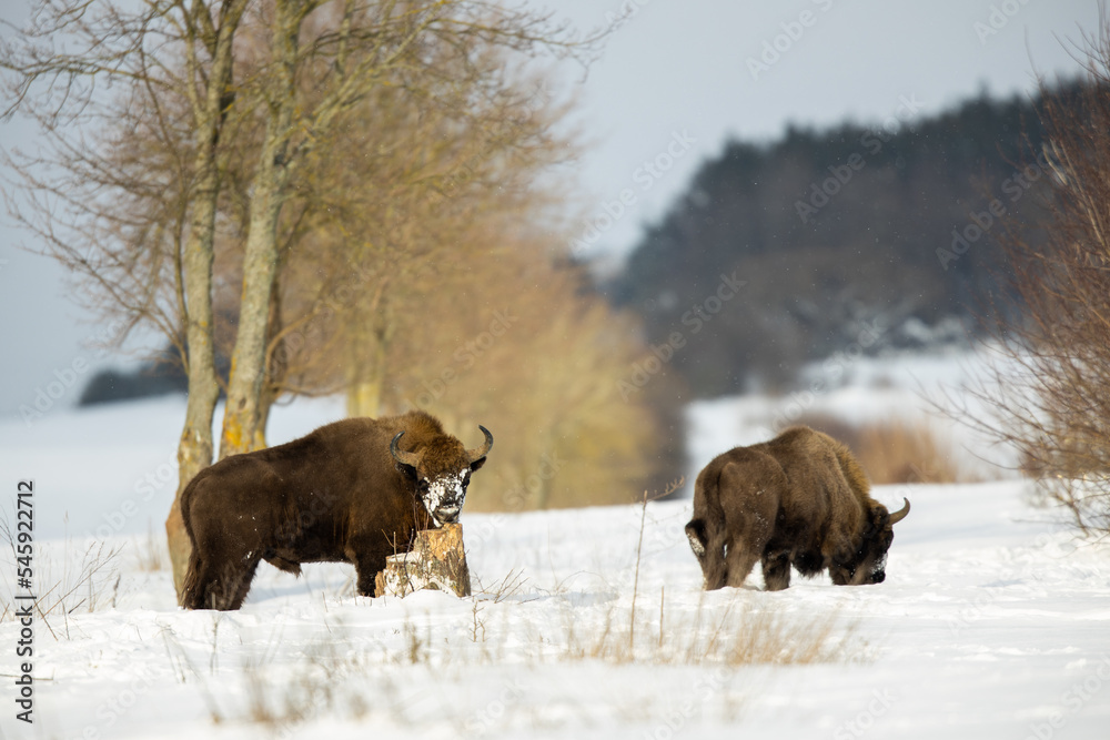 European bison - Bison bonasus in the Knyszyn Forest European bison - Bison bonasus in the Knyszyn Forest