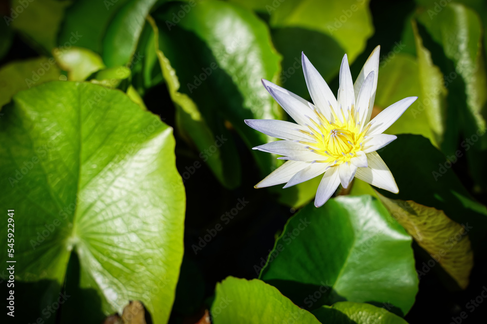 Beautiful lotus flowers that bloom in the morning sunlight Beautiful lotus flowers that bloom in the morning sunlight