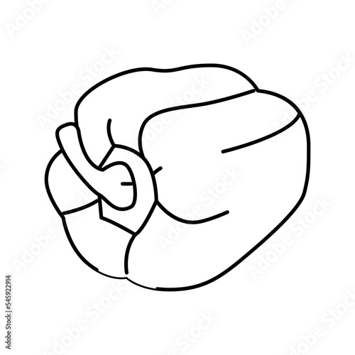 red pepper food line icon vector illustration