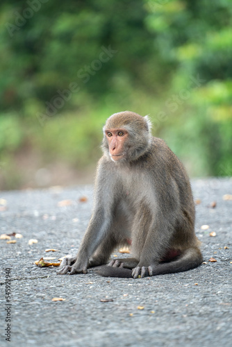 Formosan macaque  Formosan rock monkey also named Taiwanese macaque in the wild.
