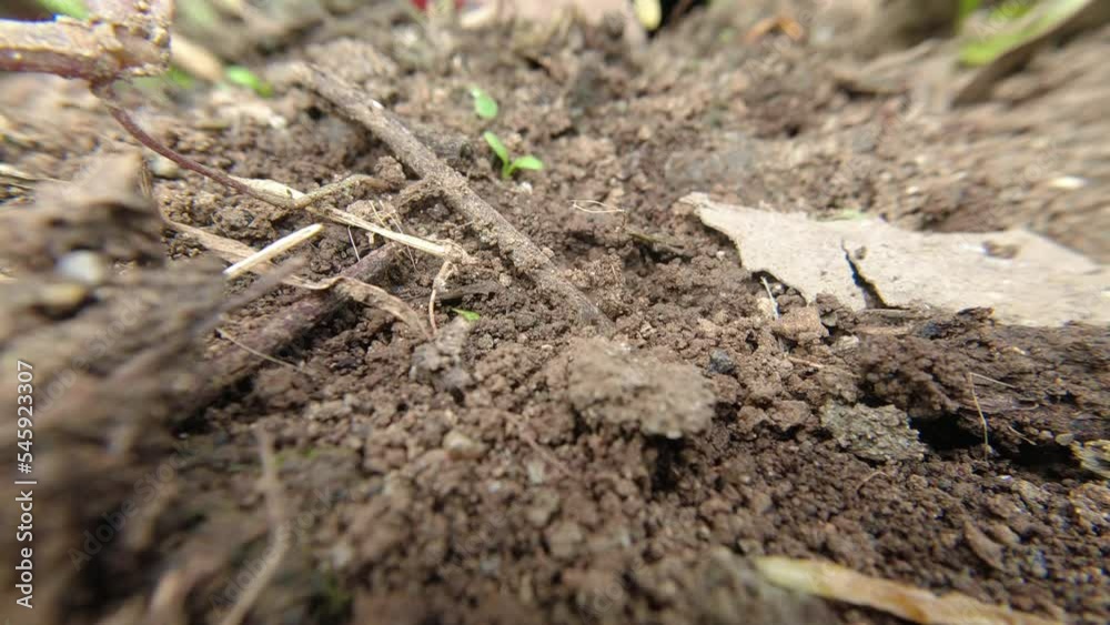 Black Ant carries the breadcrumbs to its nest in the ground Black Ant carries the breadcrumbs to its nest in the ground