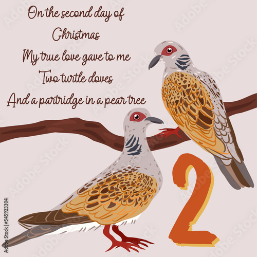 The twelve days of Christmas. Second day. Two turtle doves. Christmas concept. photo