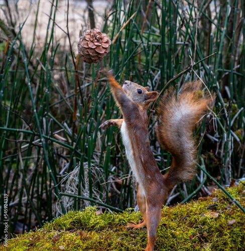 squirrel in the forest jumping for a cedar cone © Anatolii 