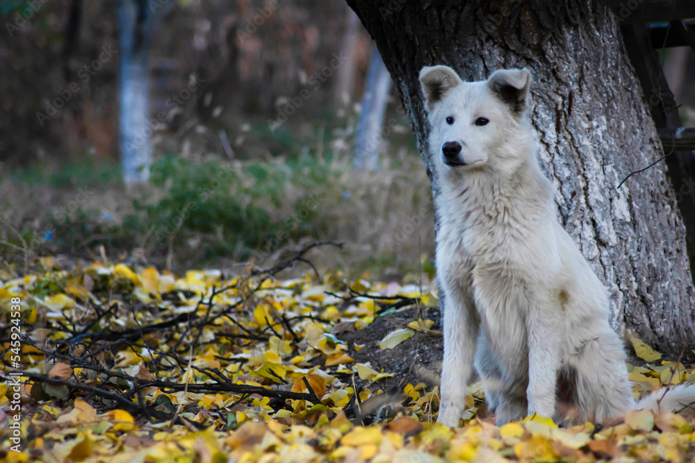 Obraz premium White dog in the autumn forest. Photo session of a dog in the forest among golden leaves. Dog portrait