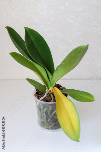 Orchid leaves turn yellow due to improper care