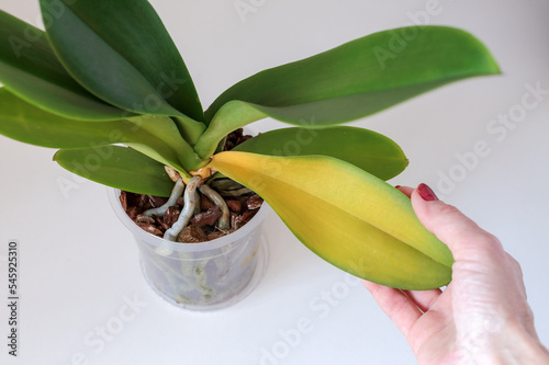 Orchid leaves turn yellow due to improper care. Sick orchid leaf in hand