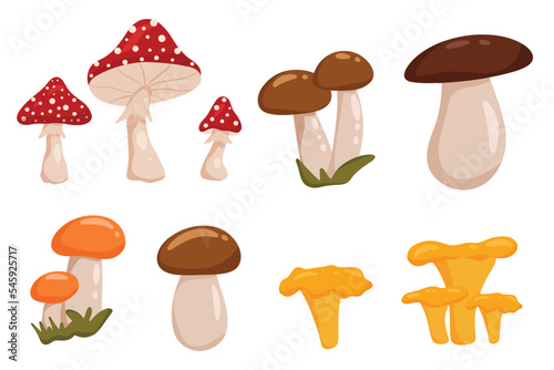 Set of mushrooms fly agaric, chanterelle, boletus