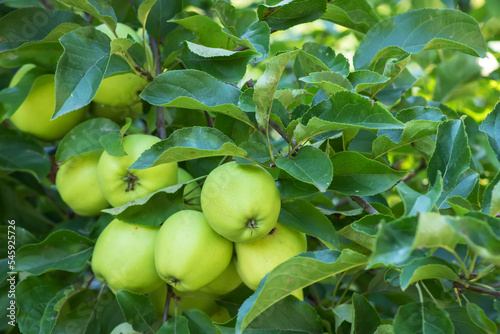 Apple tree branch with green apples on a blurred background during ripening