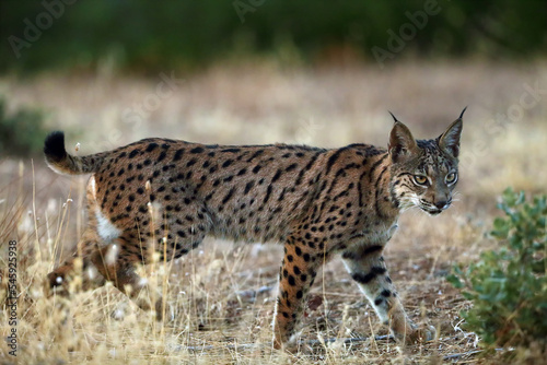 The Iberian lynx (Lynx pardinus), young lynx in yellow grass. Young Iberian lynx in the autumn landscape.