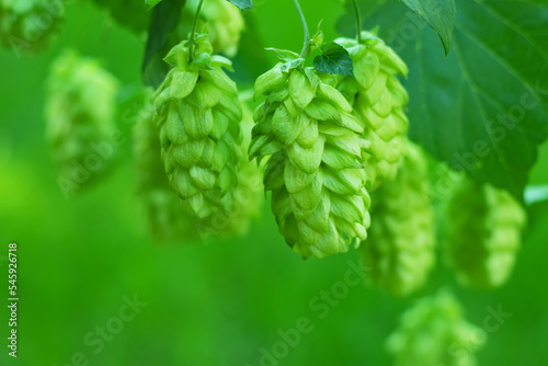 Green fresh hop cones for making beer and bread closeup, agricultural background.