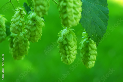 Green fresh hop cones for making beer and bread closeup, agricultural background.