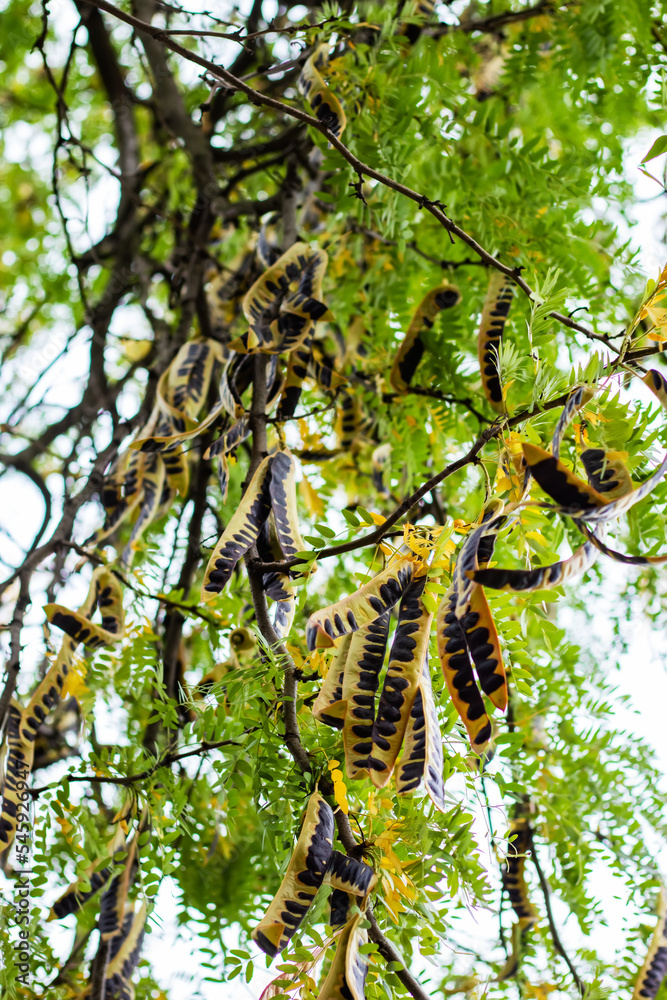 Fototapeta premium Dry brown seed pods and green leaves of acacia.