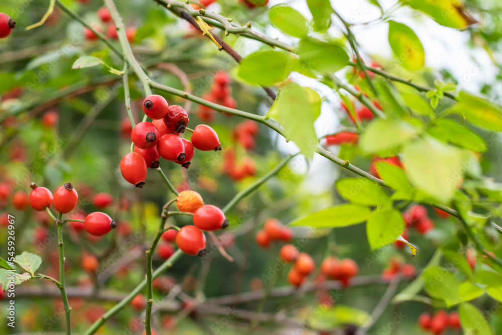 Branches of ripe rose hips in the garden. Branches of ripe rose hips in the garden.