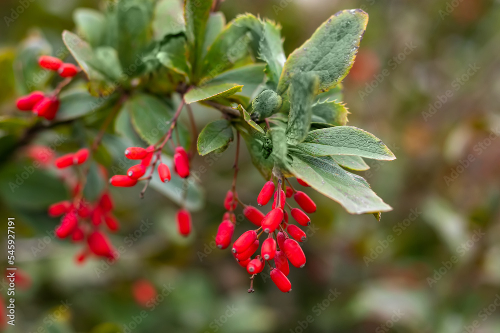 Barberry. Beautiful barberry in the garden. Berries of barberry. Photo background with barberry with fruits. Barberry. Beautiful barberry in the garden. Berries of barberry. Photo background with barberry with fruits.