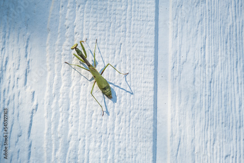 A Single Praying Mantis Climbing a White Wall in the Sunshine