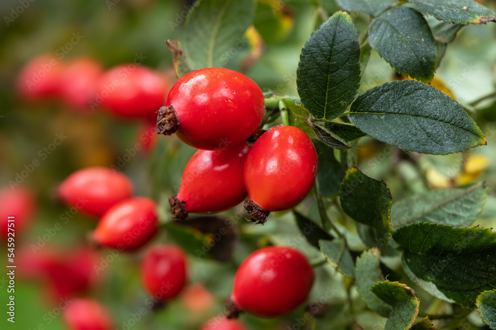 Branches of ripe rose hips in the garden