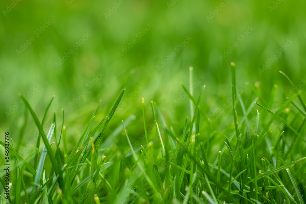 green grass background green grass background