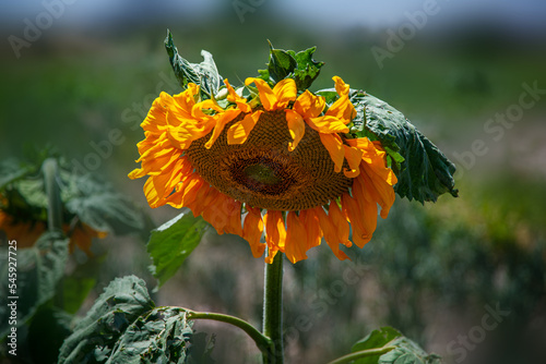 Słonecznik  © Przemysław