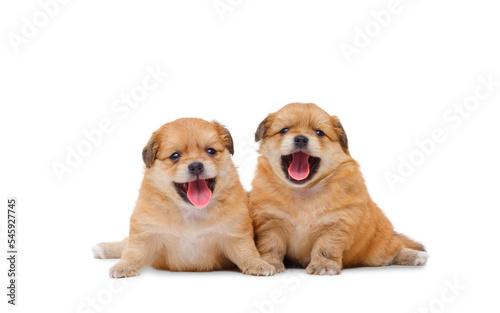 Two little Adorable Chihuahua and Pomeranian crossbreed puppy (4 weeks old) smiling and looking at camera while sitting on white background