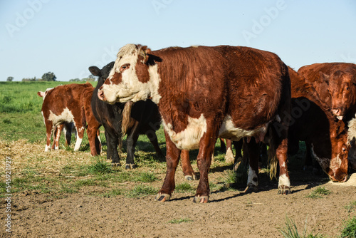 Cattle in Argentine Countryside, La Pampa ,Patagonia,  Argentine