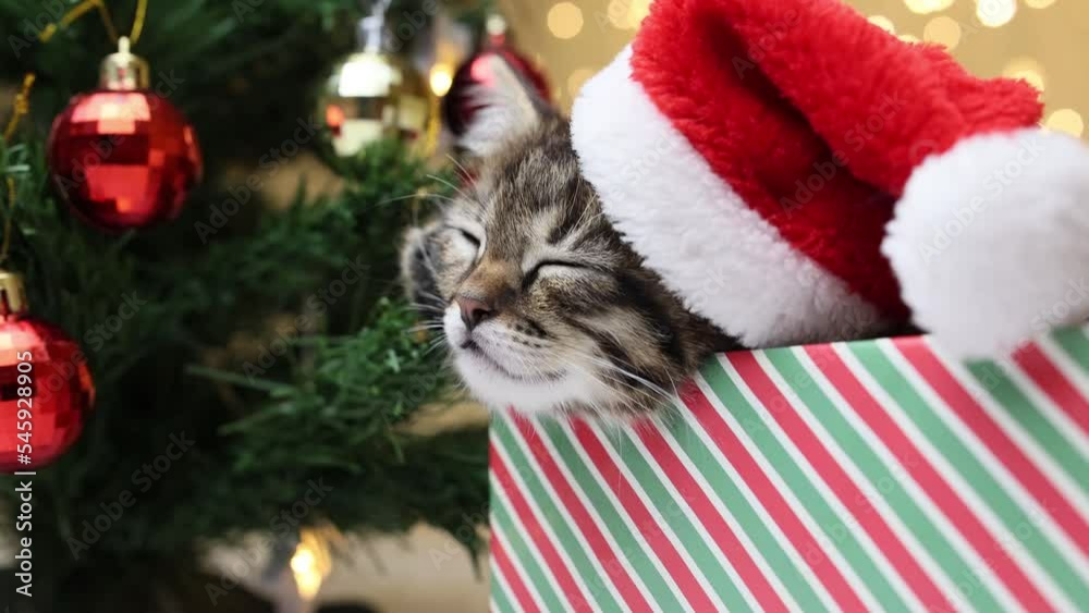 Smooth zoom of the frame on a kitten sleeping in a gift box with a Santa Claus hat on its head Smooth zoom of the frame on a kitten sleeping in a gift box with a Santa Claus hat on its head