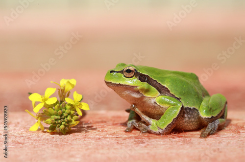 Close up green frog and yellow flower