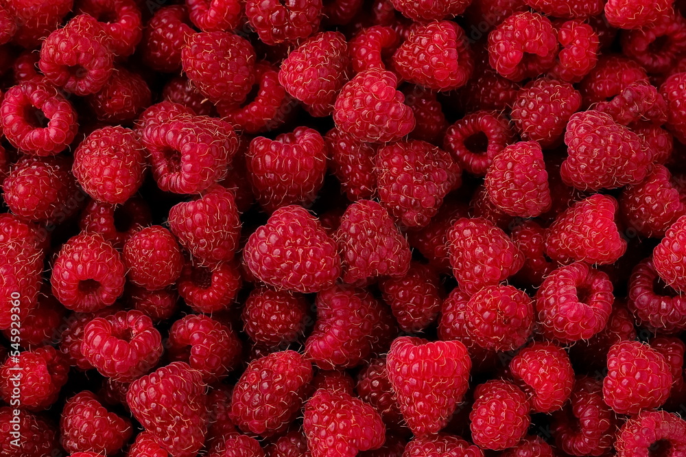 fruit background from the harvest of ripe organic raspberries fruit background from the harvest of ripe organic raspberries