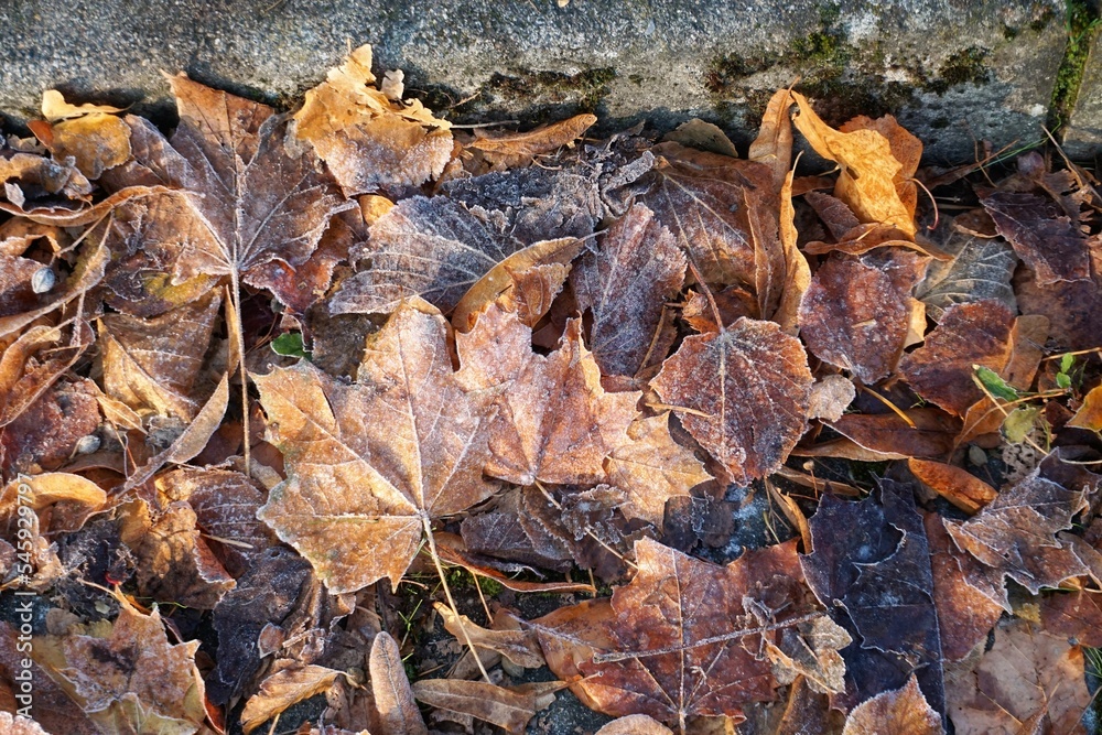 Trockene mit Raureif bedeckte braune Laubblätter auf Straße vor Bordsteinkante bei Sonne am Morgen im Herbst Trockene mit Raureif bedeckte braune Laubblätter auf Straße vor Bordsteinkante bei Sonne am Morgen im Herbst