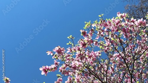 Beautiful pink blooming flowers in the spring tree. Slow motion