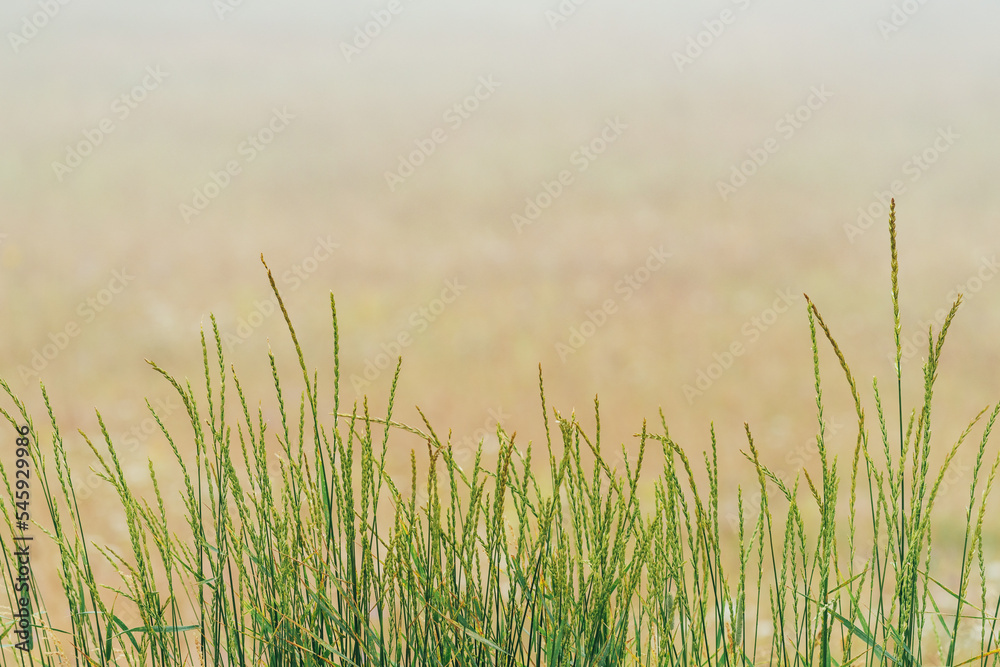 Obraz premium Grass area in foggy morning at Zlatibor