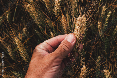 Farm worker examining ripening ears of wheat in cultivated field, closeup of male hand touching crops