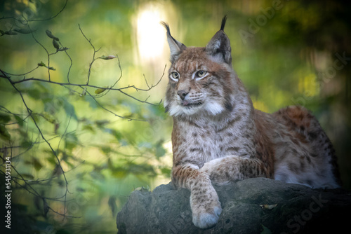 closeup of a lynx lying on rocks in a forest
