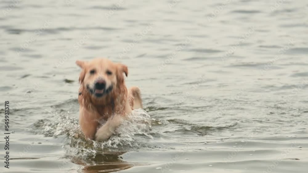 Golden rertriever dog swimming and shaking off water Golden rertriever dog swimming and shaking off water