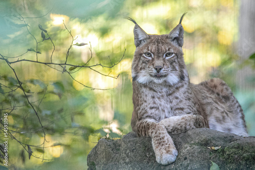closeup of a lynx lying on rocks in a forest