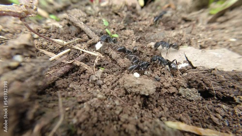 Wallpaper Mural Black Ant carries the breadcrumbs to its nest in the ground Torontodigital.ca