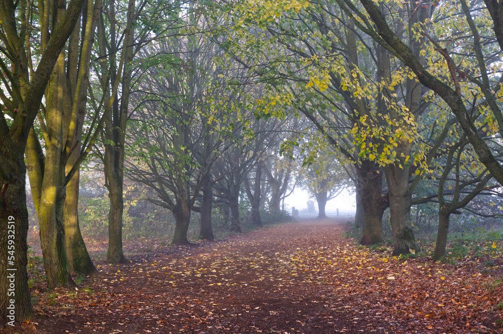 Naklejka premium Norfolk trees landscape in autumn, red golden leaves, trees and morning fog, calming relaxing nature walk