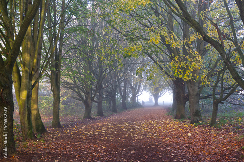 Norfolk trees landscape in autumn, red golden leaves, trees and morning fog, calming relaxing nature walk