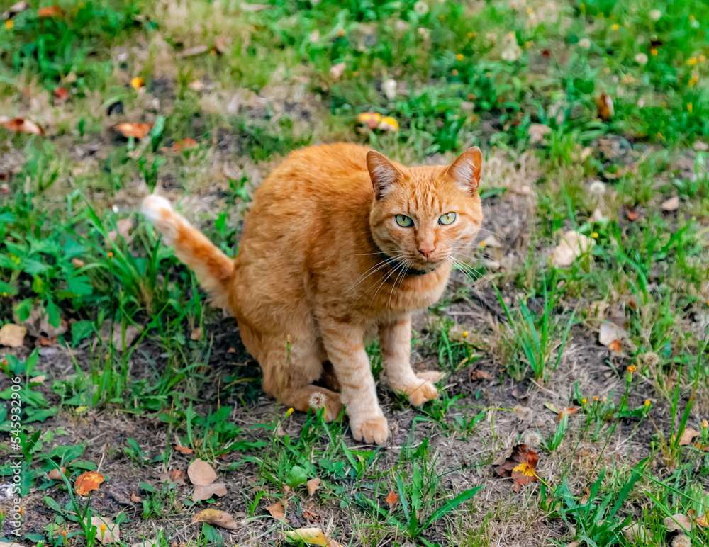 Red cat close-up on the background of green grass in summer